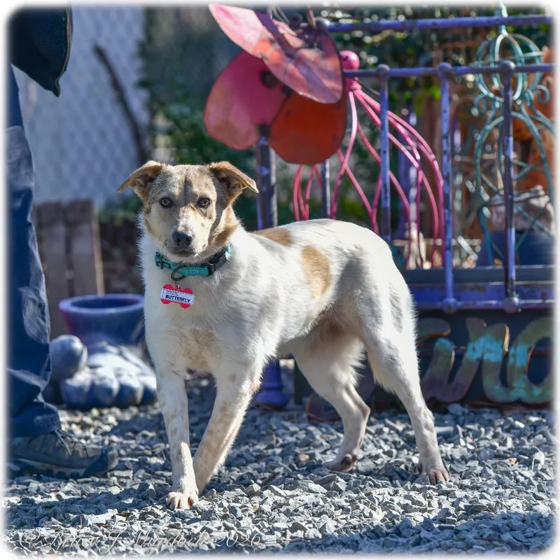 Butterfly thumbnail 3