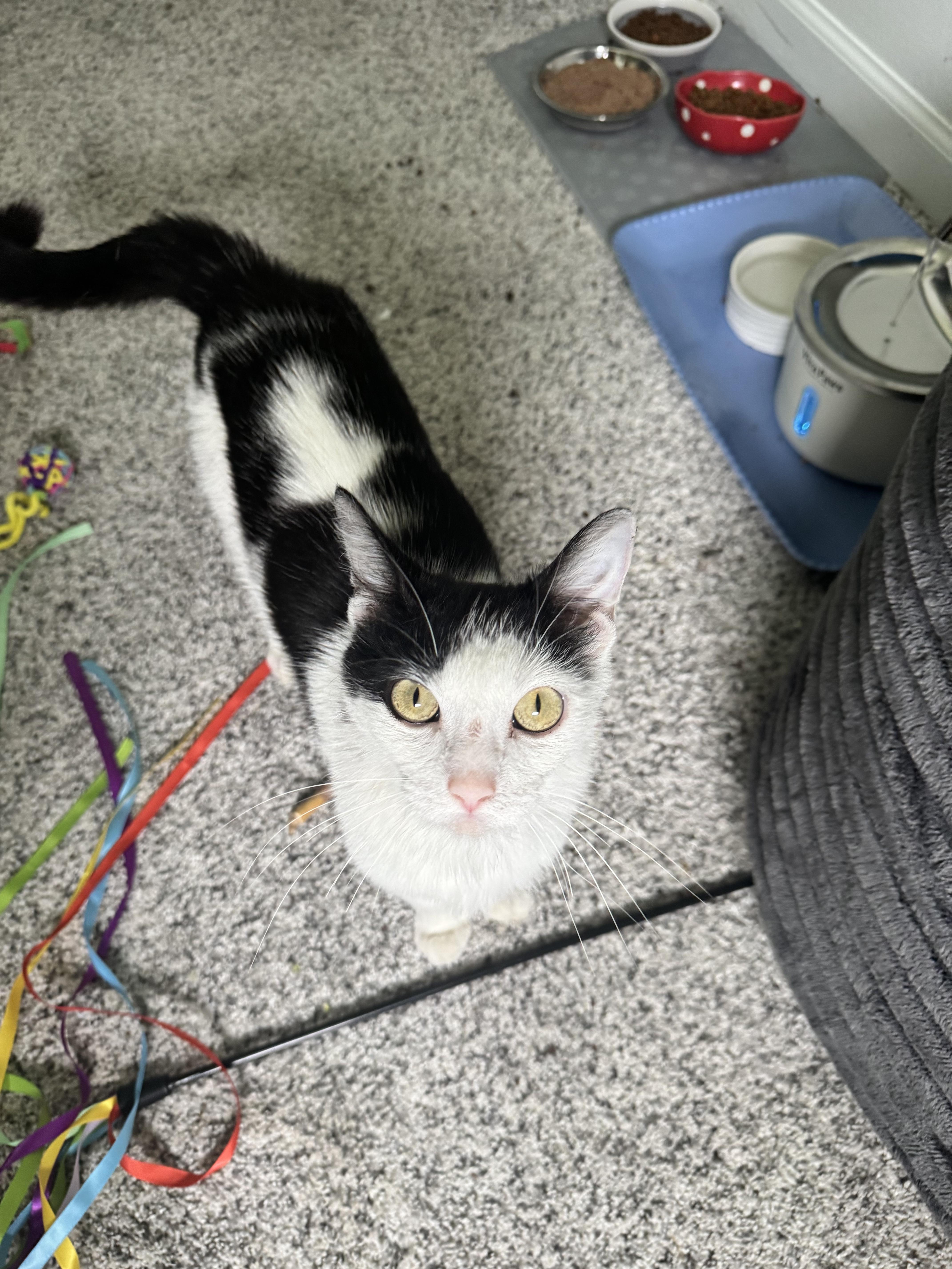 An adult medium-sized female Domestic Short Hair cat named Sophia for adoption in Bethel Park, PA