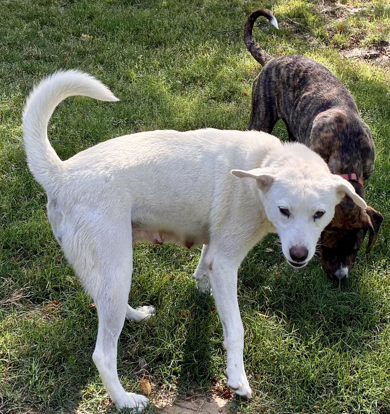 A young medium-sized female White / Cream Golden Retriever dog named Helen for adoption in Cordova, TN