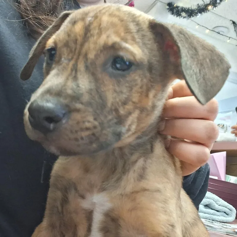 A baby medium-sized male Brindle Mixed Breed dog named Sid for adoption in Fort Bragg, CA