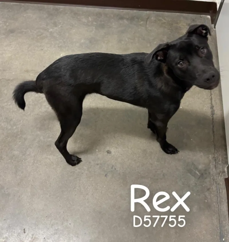 Rex thumbnail 2