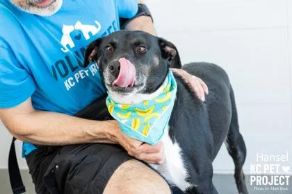 An adult large-sized male Black Mixed Breed dog named Hansel for adoption in Kansas City, MO