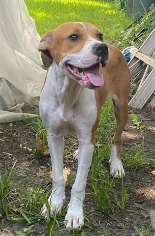 A young small-sized female Rat Terrier dog named Peony for adoption in Garland, TX