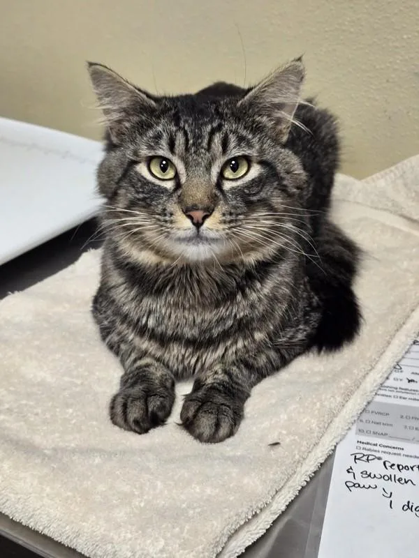 An adult medium-sized male Domestic Short Hair cat named Bill for adoption in Vancouver, WA