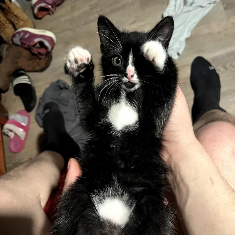 An adult large-sized male Black Domestic Short Hair cat named C Stinky for adoption in Centralia, WA
