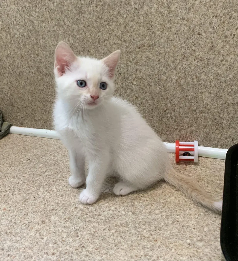 A young medium-sized male Orange & White Domestic Short Hair cat named Apollo for adoption in Mc Cormick, SC