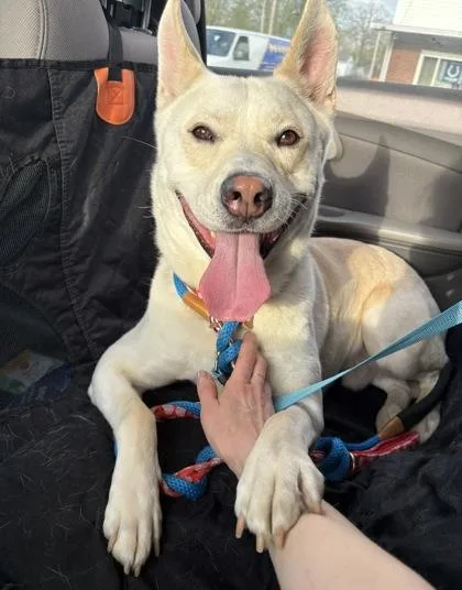 An adult large-sized male White German Shepherd dog named Sammy for adoption in Columbus, IN