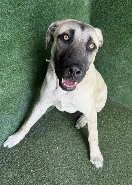 A young small-sized male Anatolian Shepherd dog named Noel for adoption in Lancaster, CA