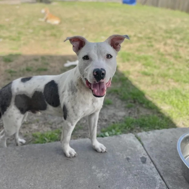 Toaster Strudel thumbnail 2