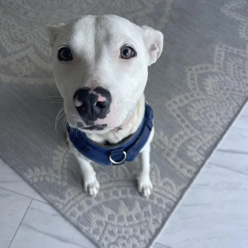 Toaster Strudel thumbnail 3