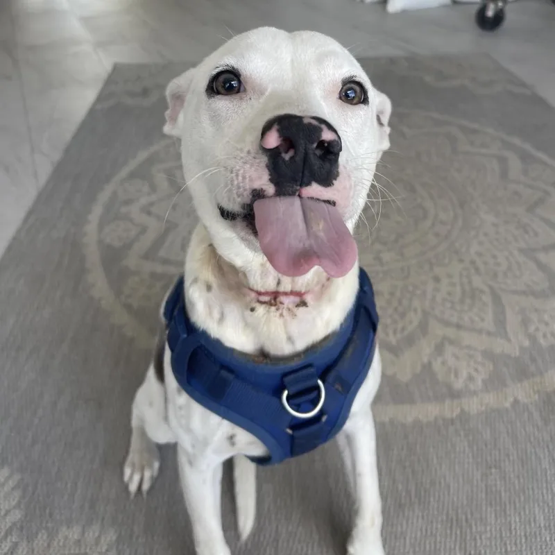 Toaster Strudel thumbnail 4