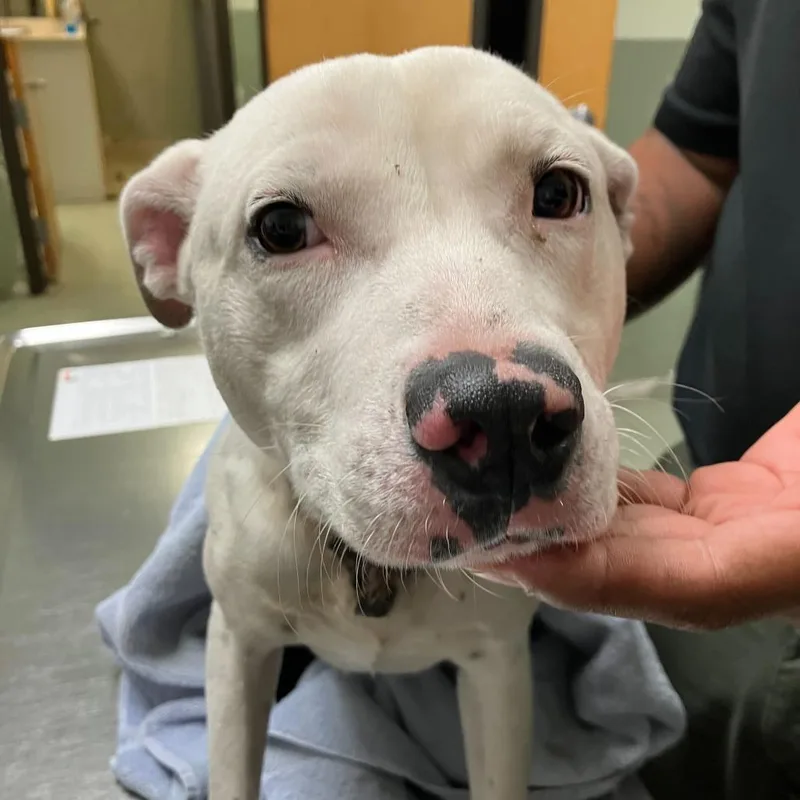 Toaster Strudel thumbnail 5