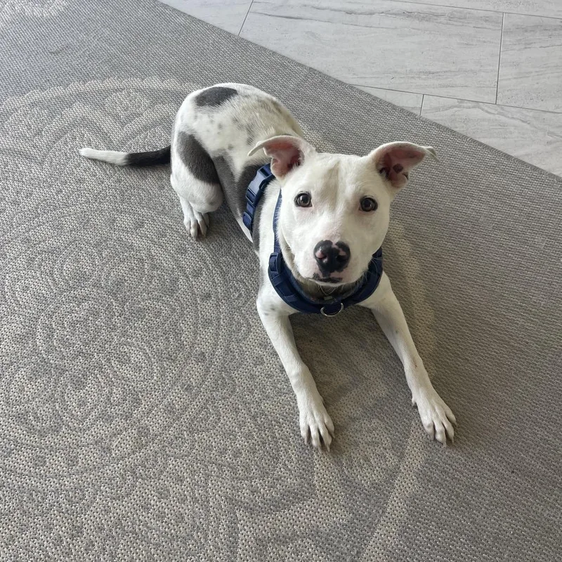 Toaster Strudel thumbnail 6