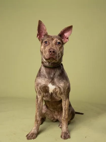 A young medium-sized female Pit Bull Terrier dog named Pompey for adoption in Atlanta, GA