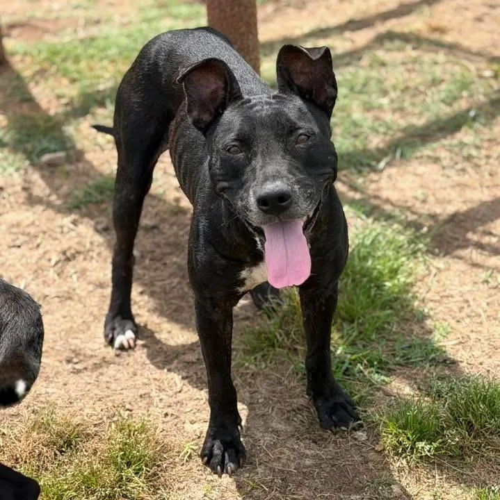 A young medium-sized female Mixed Breed dog named Kacie for adoption in Lutz, FL