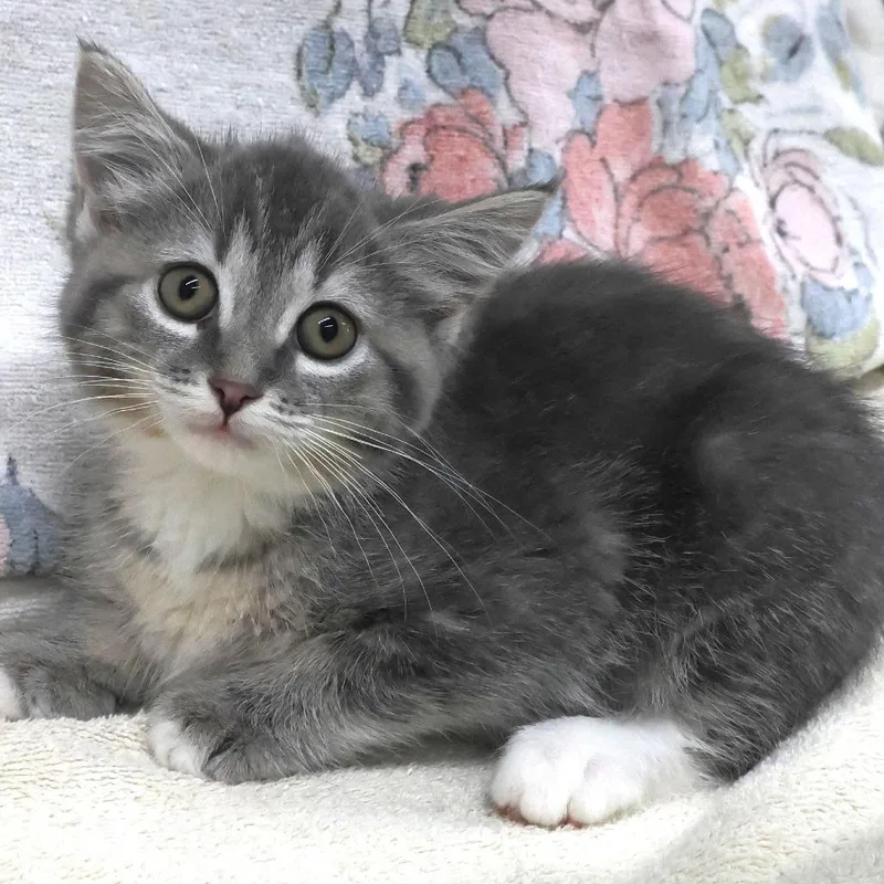 A baby small-sized female Gray / Blue / Silver Domestic Short Hair cat named Zelena C for adoption in Princeton, MN