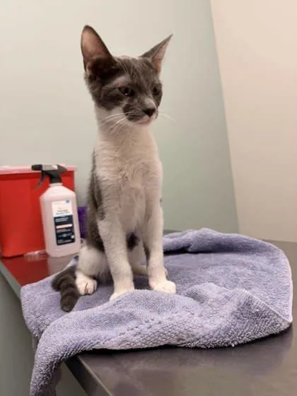 A baby small-sized male Gray & White Domestic Short Hair cat named Jose for adoption in Annapolis, MD