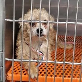 An adult small-sized female Yellow / Tan / Blond / Fawn Yorkshire Terrier dog named Tova for adoption in Saint John, IN