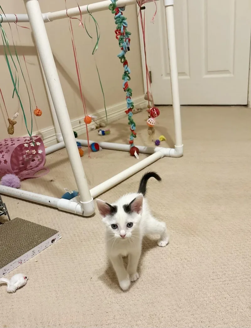 A baby small-sized female White Turkish Van cat named Bernice for adoption in Spring Branch, TX