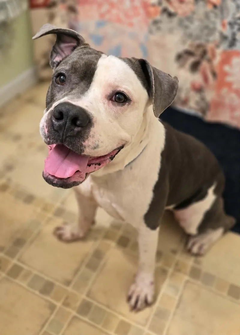 An adult medium-sized male Gray / Blue / Silver Bulldog dog named Steel for adoption in Keyser, WV