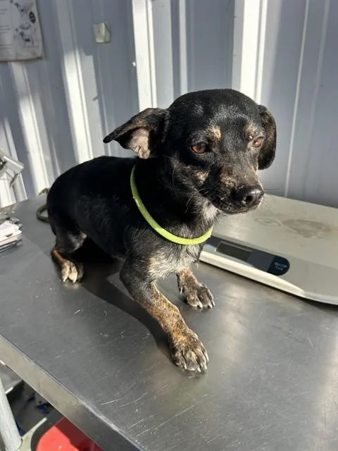 A young small-sized male Black Chihuahua dog named Hermie Urgent for adoption in Thousand Oaks, CA