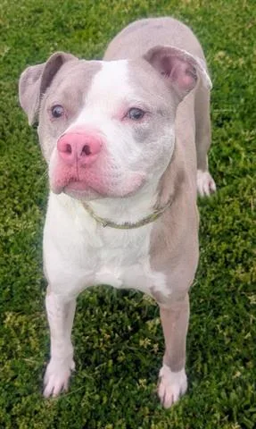 An adult medium-sized male Pit Bull Terrier dog named Buddy for adoption in Akron, OH