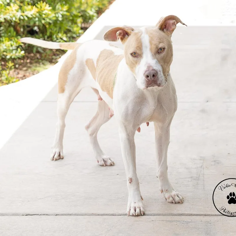 An adult medium-sized female Yellow / Tan / Blond / Fawn Terrier dog named Bonita for adoption in Abilene, TX