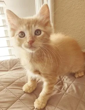 Caramela thumbnail 2