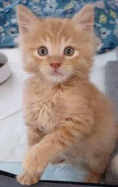 Caramela thumbnail 3