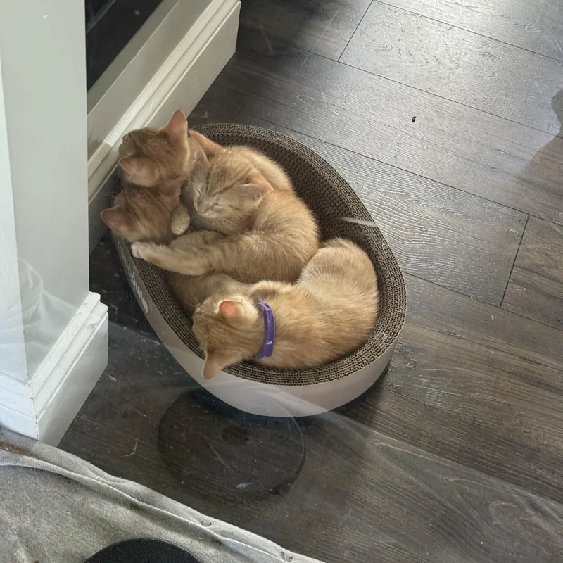 A baby medium-sized female Orange & White American Shorthair cat named Sparky & Torch for adoption in Manchester, CT