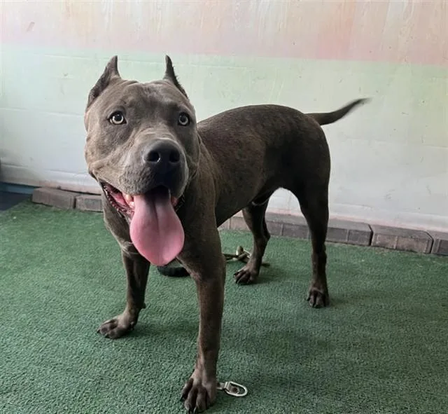 A young large-sized male Pit Bull Terrier dog named Thunder for adoption in Baldwin Park, CA