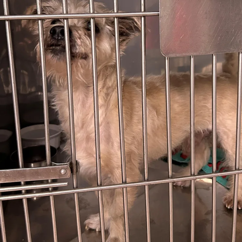 A senior small-sized male Cairn Terrier dog named Crouton for adoption in Warren, NJ