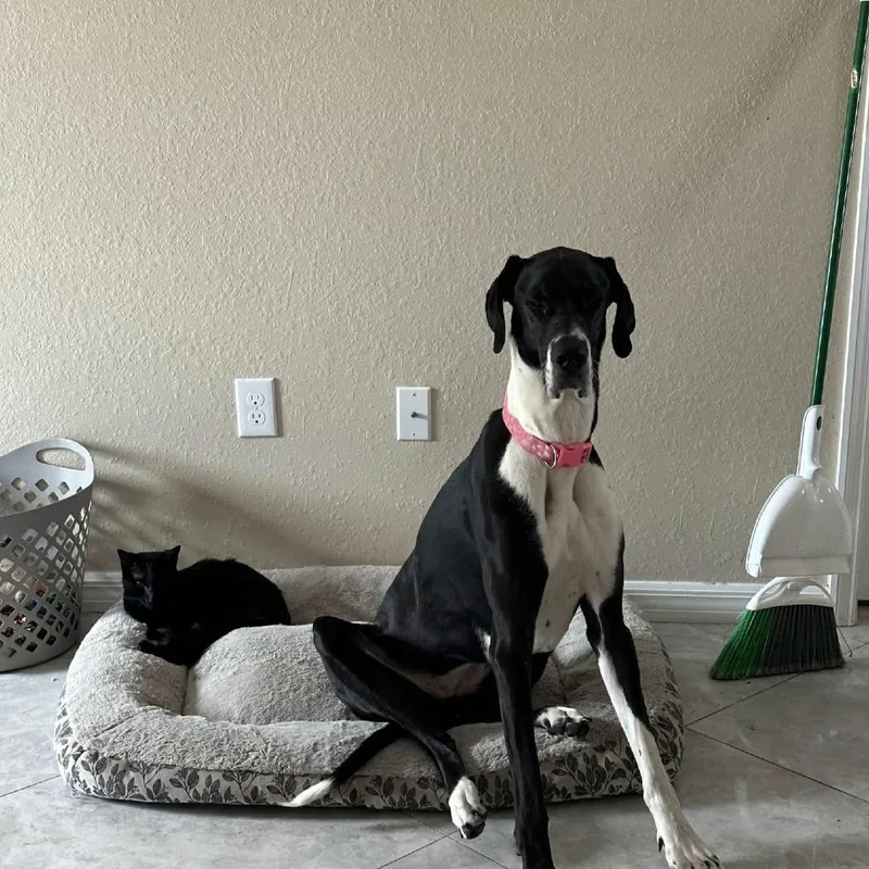 An adult small-sized female Black Great Dane dog named Gigi for adoption in Glenfield, NY