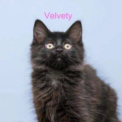 Velvety