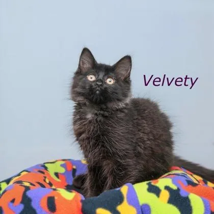 Velvety thumbnail 2