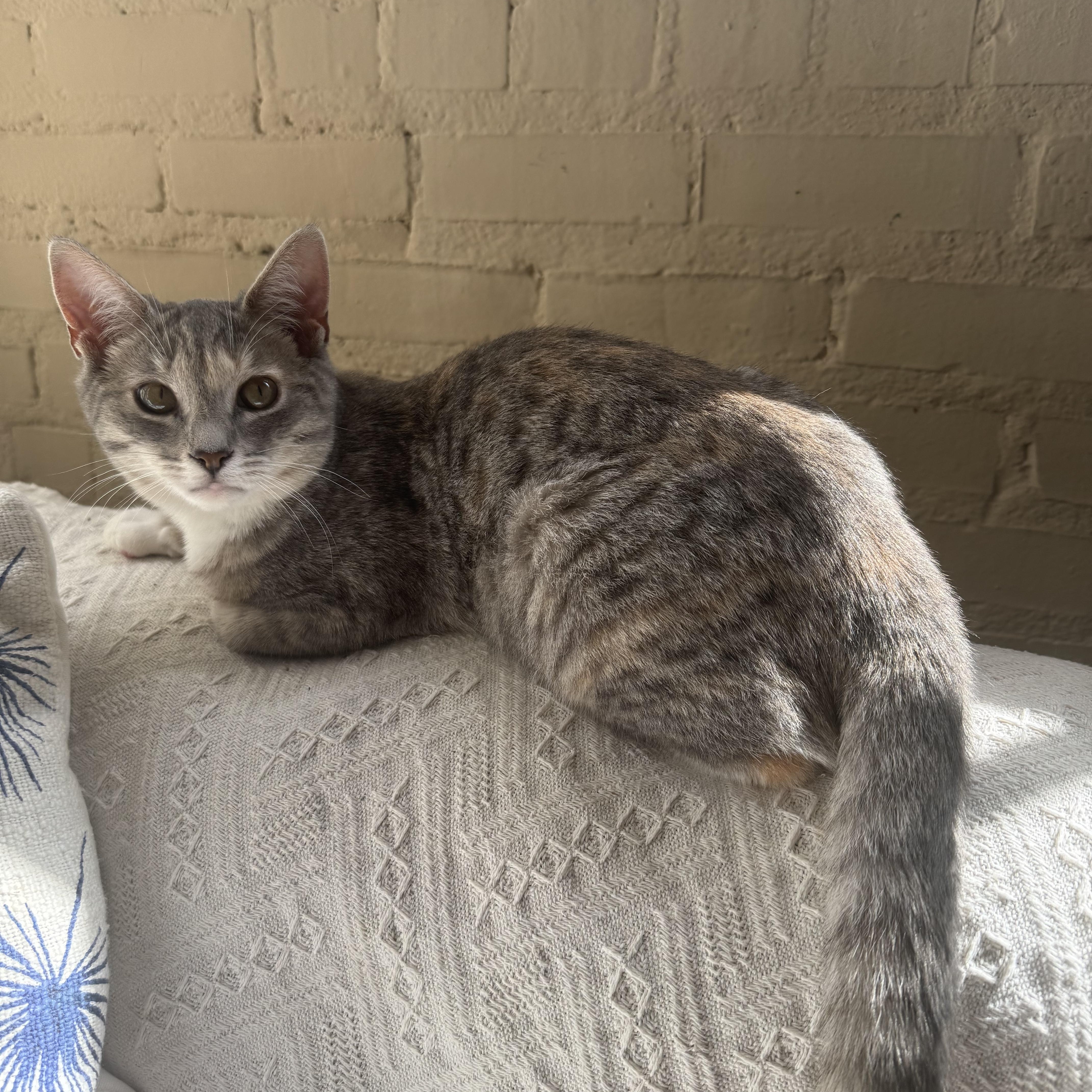 Itty Bitty thumbnail 3