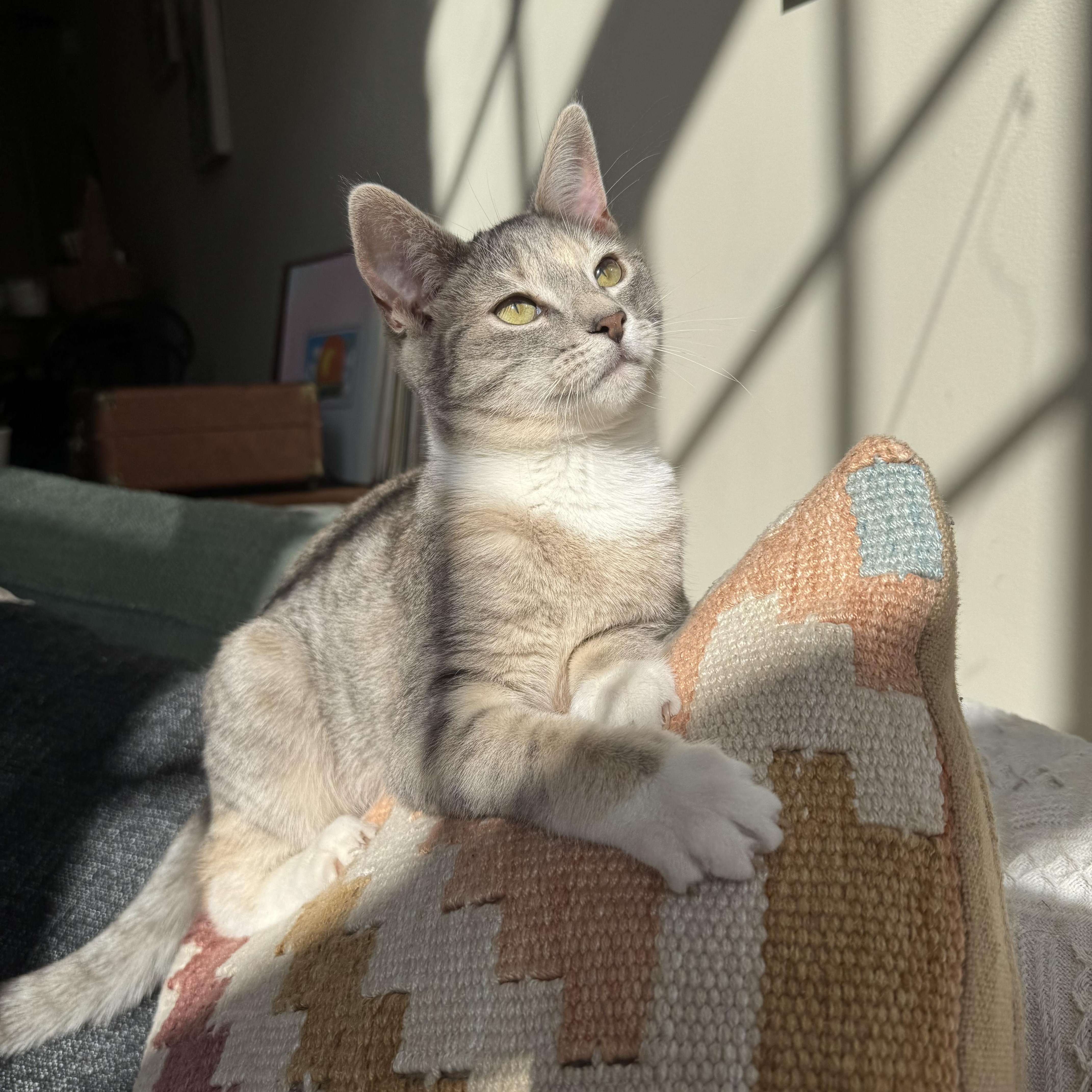 Itty Bitty thumbnail 4