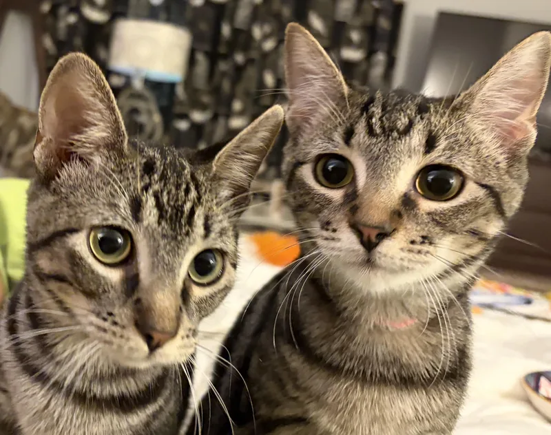 A baby small-sized female Tabby (Brown / Chocolate) Domestic Short Hair cat named Sugar & Clove for adoption in Nashville, TN