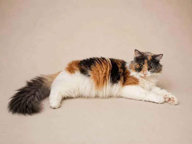 An adult medium-sized female Calico cat named Reyna for adoption in Calimesa, CA