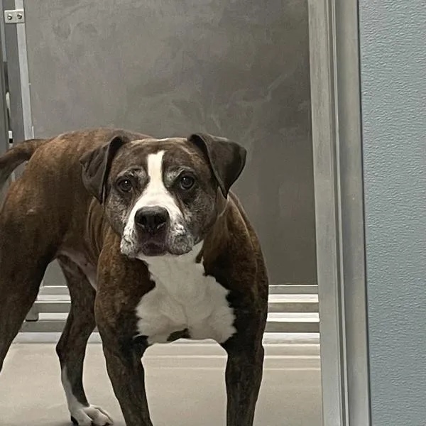 An adult medium-sized male Boxer dog named Dodger for adoption in Des Moines, IA