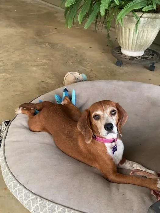 An adult small-sized female Tricolor (Brown, Black, & White) Beagle dog named Blanche for adoption in Glastonbury, CT