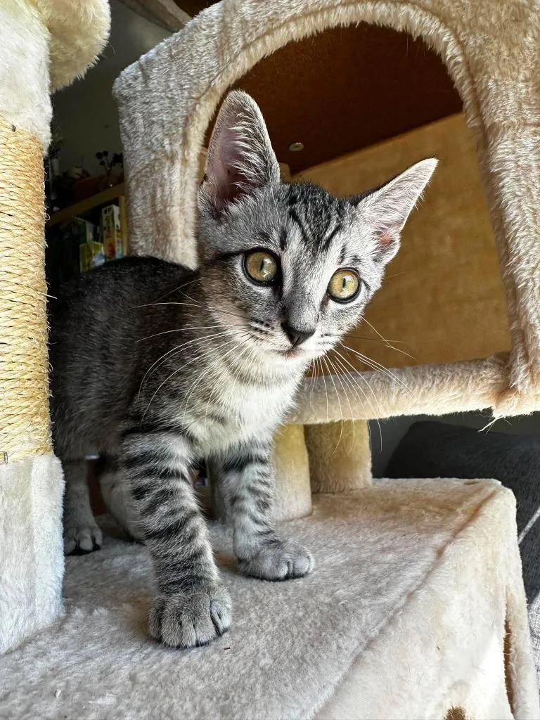 A baby small-sized male Domestic Short Hair cat named Zeppelin for adoption in Sebastian, FL