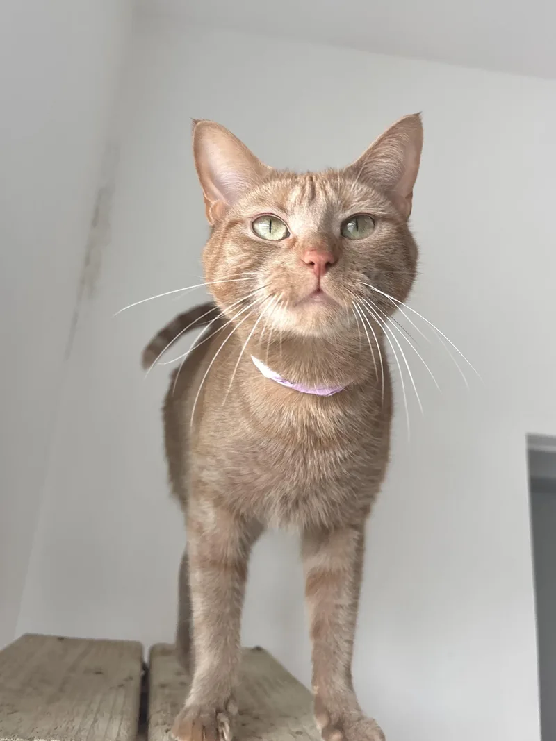 An adult medium-sized female Orange / Red Domestic Short Hair cat named Baba Ghanoush for adoption in Chicago, IL