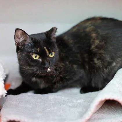 A young small-sized female Black Domestic Short Hair cat named Dolly for adoption in Atlanta, GA