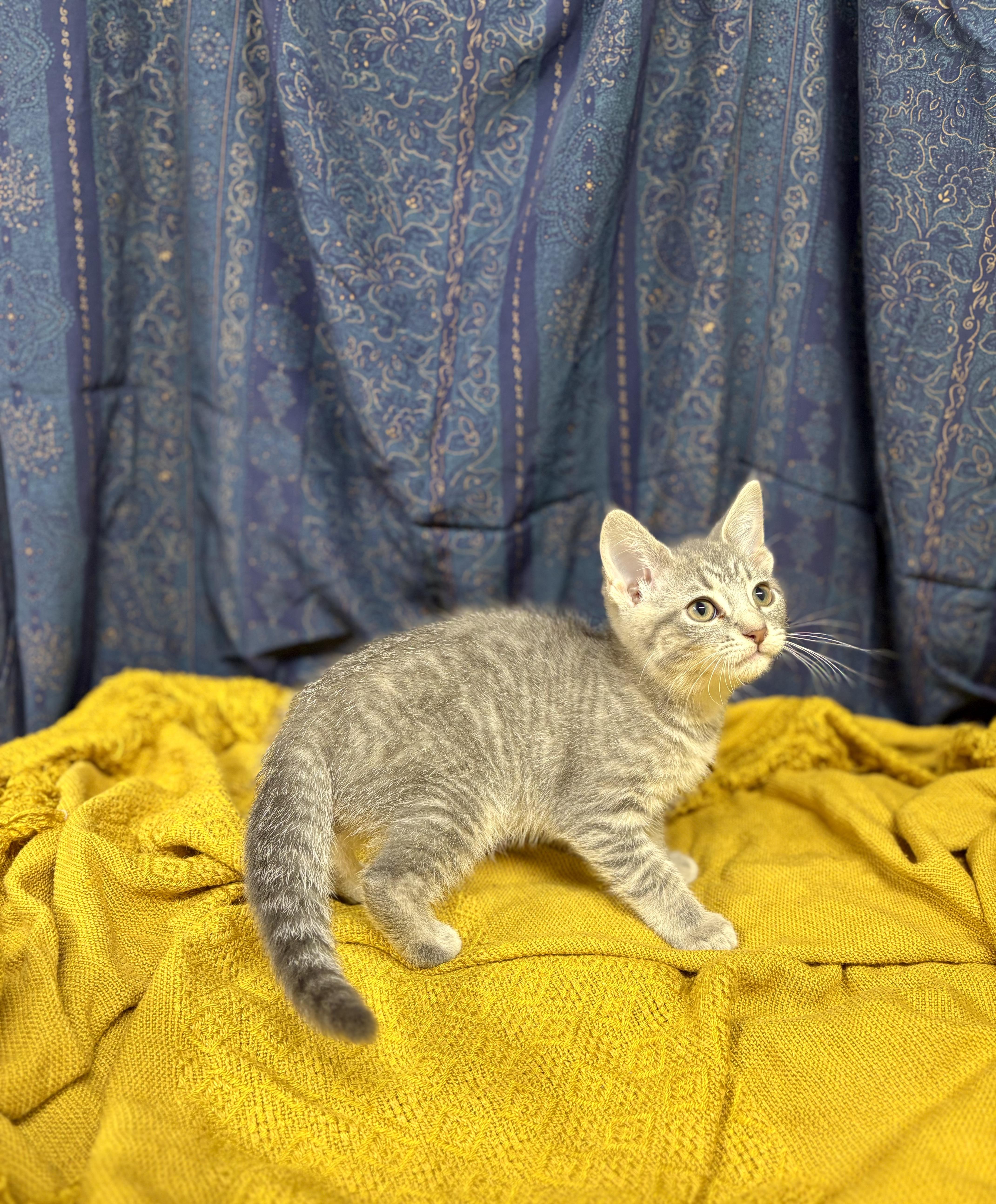 A young medium-sized female Tabby (Gray / Blue / Silver) Domestic Short Hair cat named Blossom for adoption in Upper Sandusky, OH