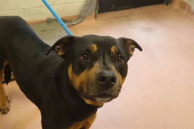 A young large-sized female Mixed Breed dog named Petal for adoption in Columbia, SC