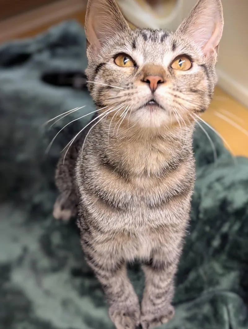 A baby small-sized female Tabby cat named Titania for adoption in Pearland, TX