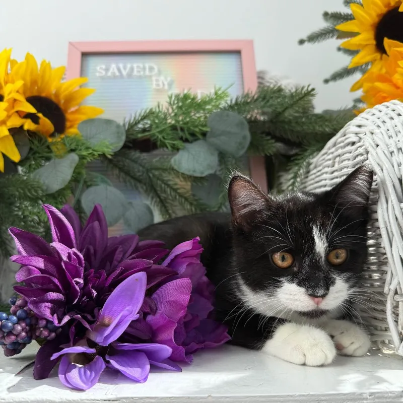 A baby small-sized male Black Domestic Short Hair cat named Chips Ridges for adoption in Eaton Rapids, MI