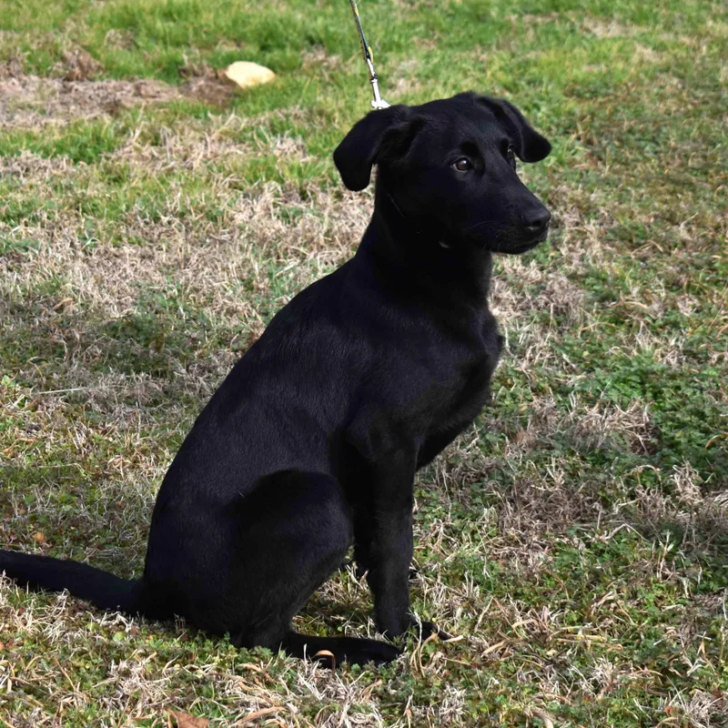 Remington thumbnail 6