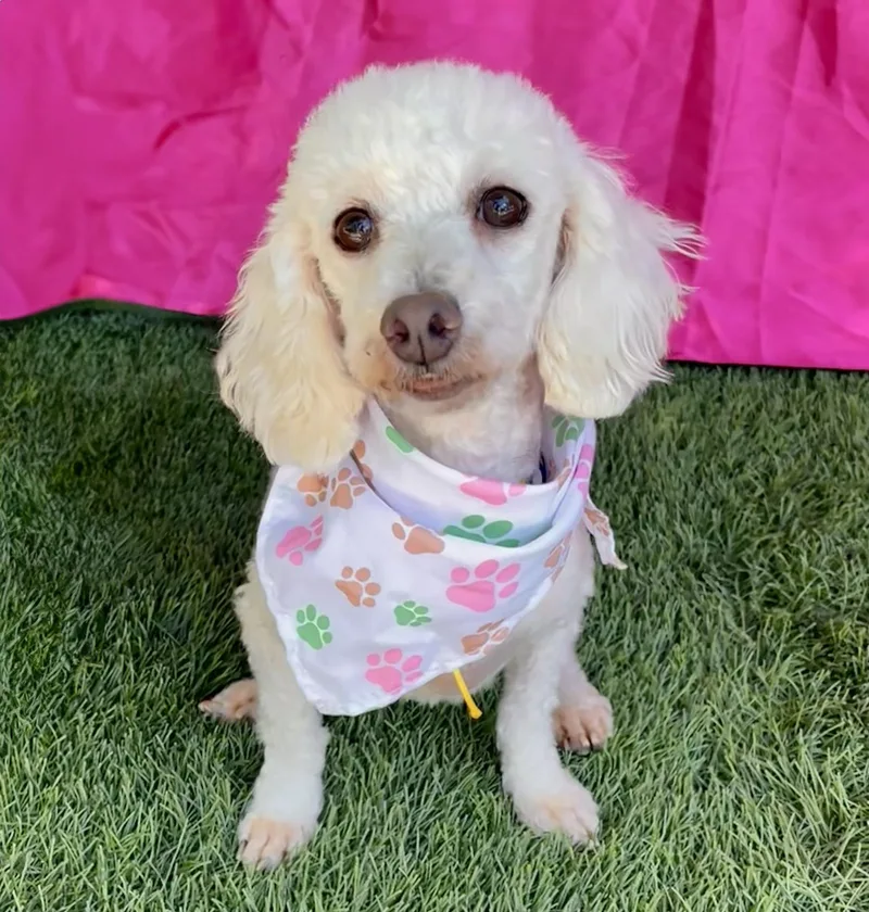 A young small-sized female Miniature Poodle dog named Fifi for adoption in Rowland Heights, CA